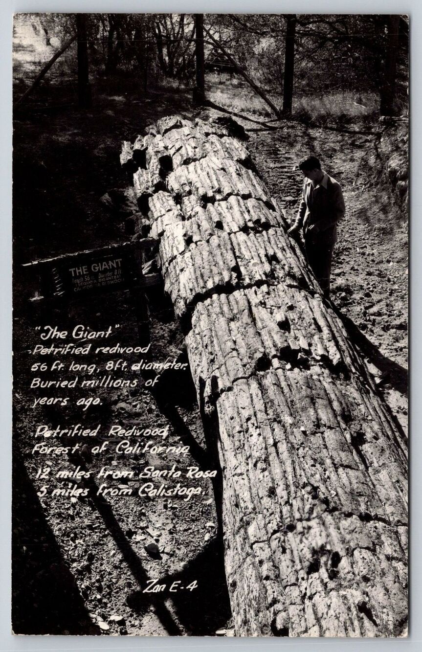 RPPC Petrified Redwood Forest CA The Giant Calistoga Santa Rosa Vintage Postcard